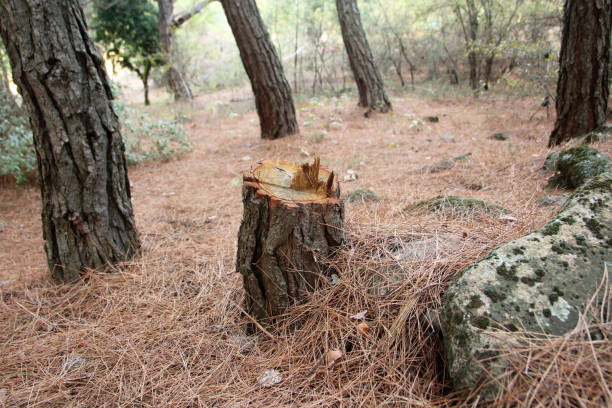 How Our Tree Care Process Works  in  Diamondhead, MS